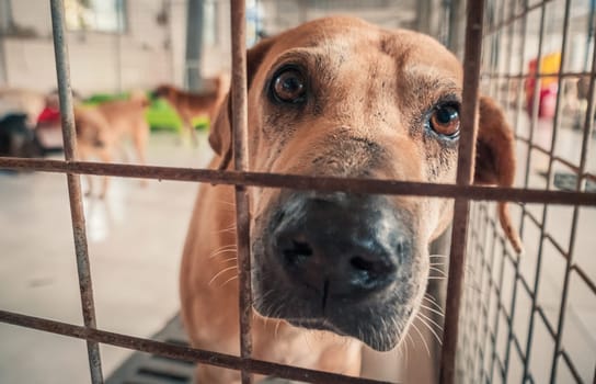 Portrait of sad dog in shelter behind fence waiting to be rescued and adopted to new home.