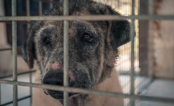 Sad dog in shelter waiting to be rescued and adopted to new home.