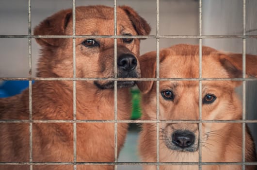 Unwanted and homeless dogs in animal shelter. Asylum for dog. Stray dogs behind the fence. Poor and hungry street dogs and urban free-ranging dogs.