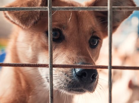 Portrait of sad dog in shelter behind fence waiting to be rescued and adopted to new home.