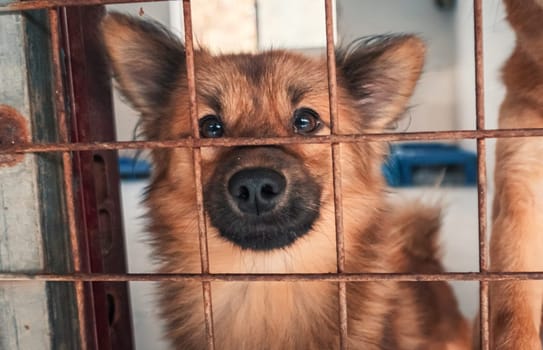 Portrait of sad dog in shelter behind fence waiting to be rescued and adopted to new home.