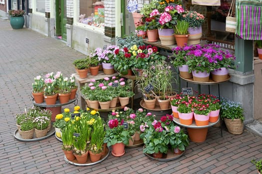 Delft, Netherlands - March 13, 2024: Flower shop with many plants traditional for the Netherlands in spring.