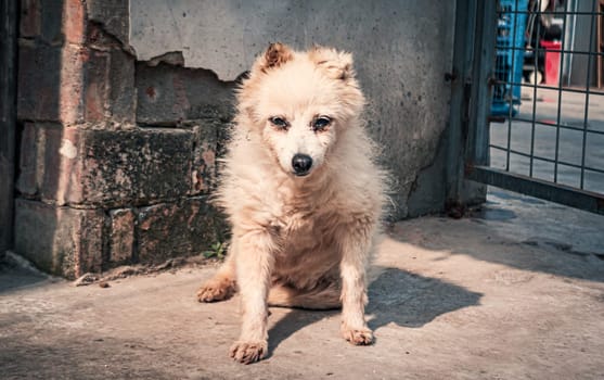 Sad dog in shelter waiting to be rescued and adopted to new home.