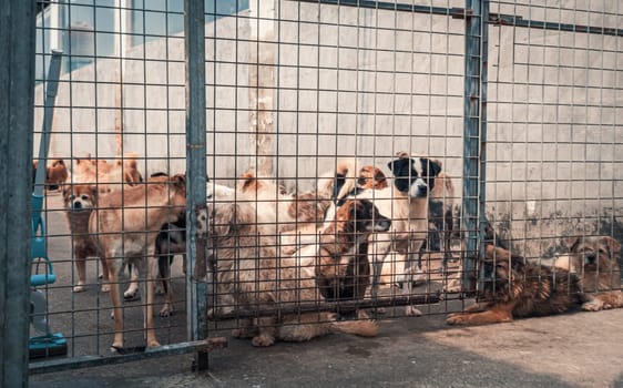 Unwanted and homeless dogs in animal shelter. Asylum for dog. Stray dogs behind the fence. Poor and hungry street dogs and urban free-ranging dogs.