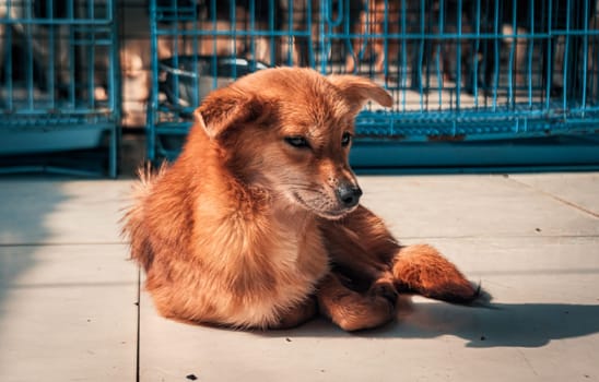 Close-up shot of lonely stray dog lying on the floor in shelter, suffering hungry miserable life, homelessness