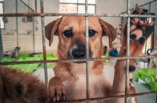 Portrait of sad dog in shelter behind fence waiting to be rescued and adopted to new home.