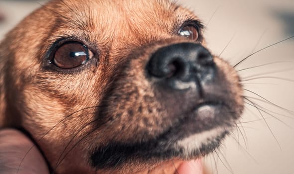 Sad dog in shelter waiting to be rescued and adopted to new home.