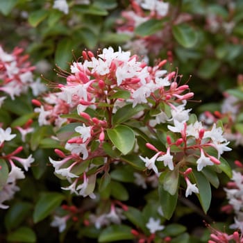 Tiny pink and white flowers with green leaves.Flowering flowers, a symbol of spring, new life.A joyful time of nature waking up to life