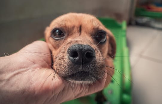 Male hand petting stray dog in pet shelter. People, Animals, Volunteering And Helping Concept.