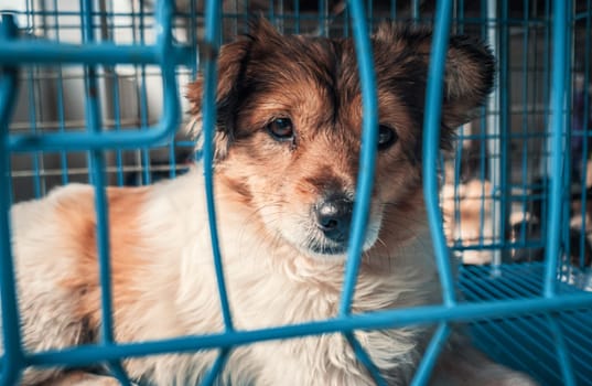 Portrait of sad dog in shelter behind fence waiting to be rescued and adopted to new home.