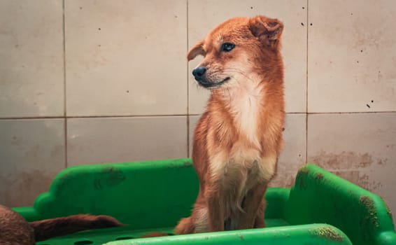 Sad dog in shelter waiting to be rescued and adopted to new home.