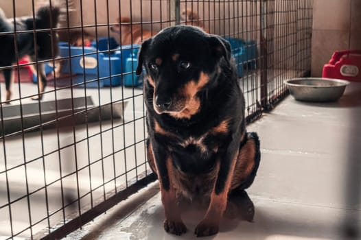 Sad dog in shelter waiting to be rescued and adopted to new home.