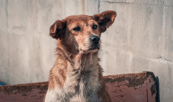 Sad dog in shelter waiting to be rescued and adopted to new home.