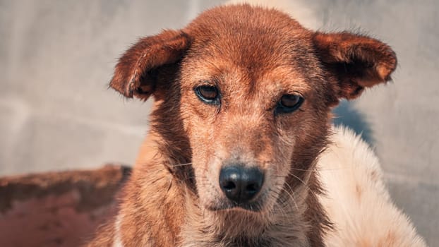 Sad dog in shelter waiting to be rescued and adopted to new home.