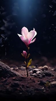 Pink solitary flower with tiny green buds and leaves in the ground on a dark background. Flowering flowers, a symbol of spring, new life. A joyful time of nature waking up to life.