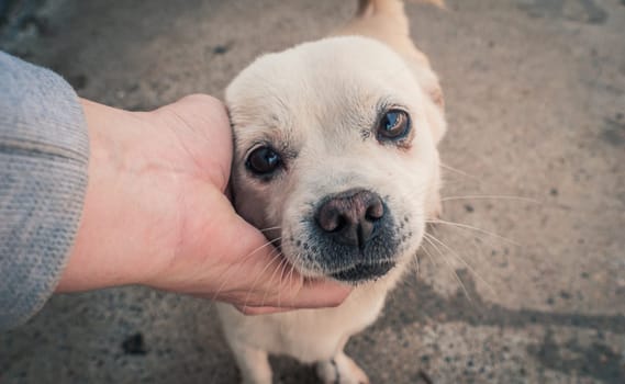 Male hand petting stray dog in pet shelter. People, Animals, Volunteering And Helping Concept.