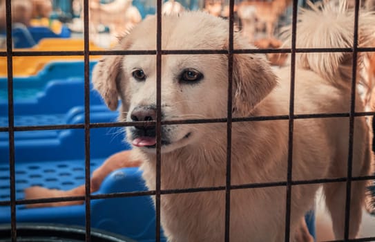 Portrait of sad dog in shelter behind fence waiting to be rescued and adopted to new home.