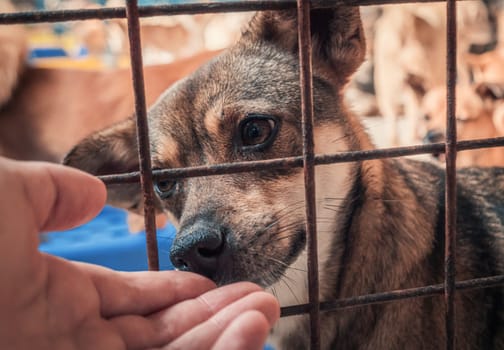 Male hand petting caged stray dog in pet shelter. People, Animals, Volunteering And Helping Concept.