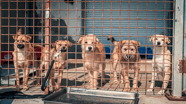 Unwanted and homeless dogs in animal shelter. Asylum for dog. Stray dogs behind the fence. Poor and hungry street dogs and urban free-ranging dogs.