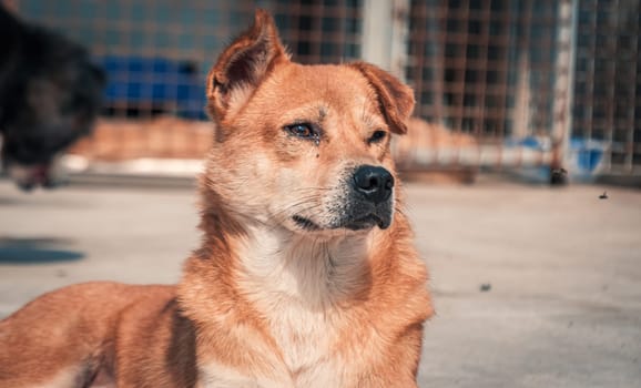 Sad dog in shelter waiting to be rescued and adopted to new home.