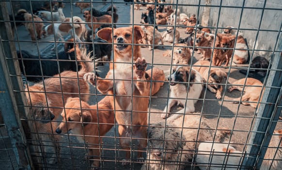 Unwanted and homeless dogs in animal shelter. Asylum for dog. Stray dogs behind the fence. Poor and hungry street dogs and urban free-ranging dogs.