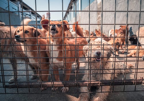 Unwanted and homeless dogs in animal shelter. Asylum for dog. Stray dogs behind the fence. Poor and hungry street dogs and urban free-ranging dogs.