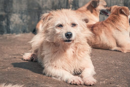 Sad dog in shelter waiting to be rescued and adopted to new home.