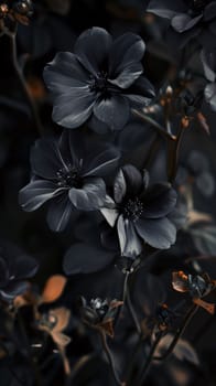 Close-up view of flowers with black petals in a dark setting. Flowering flowers, a symbol of spring, new life. A joyful time of nature awakening to life.