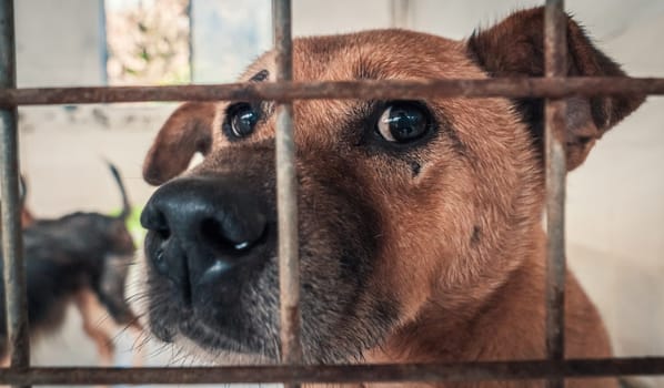 Portrait of sad dog in shelter behind fence waiting to be rescued and adopted to new home.