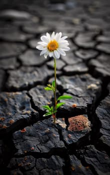 White daisy on a tiny stem and tiny green leaves, growing out of the cracked ground. Flowering flowers, a symbol of spring, new life. A joyful time of nature waking up to life.