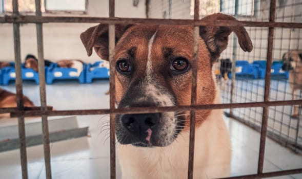 Portrait of sad dog in shelter behind fence waiting to be rescued and adopted to new home.