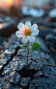 White daisy on a tiny stem and tiny green leaves, growing out of the cracked ground. Flowering flowers, a symbol of spring, new life. A joyful time of nature waking up to life.