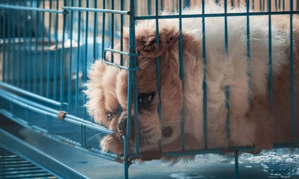 Cute small puppies in cages waiting to be adopted. small white puppies in cages waiting to be adopted