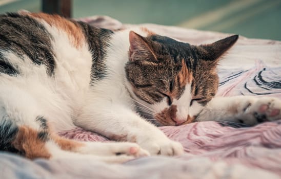 Portrait shot of homeless stray cat living in the animal shelter. Shelter for animals concept