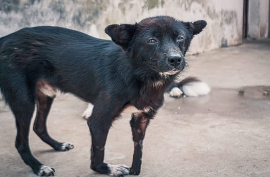 Sad dog in shelter waiting to be rescued and adopted to new home.