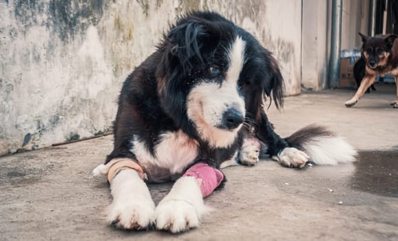 Sad dog in shelter waiting to be rescued and adopted to new home.