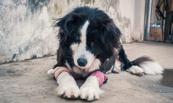 Sad dog in shelter waiting to be rescued and adopted to new home.