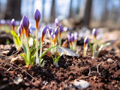 Purple crocuses growing from the ground in the forest. Flowering flowers, a symbol of spring, new life. A joyful time of nature waking up to life.