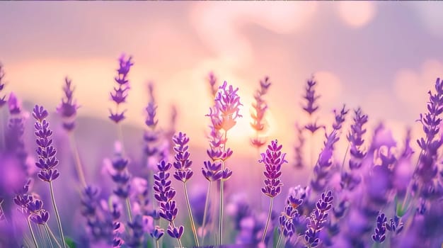 Purple lavender flowers on the background of the setting sun. Large field, banner with space for your own content. Flowering flowers, a symbol of spring, new life. A joyful time of nature awakening to life.