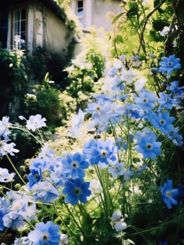 Blue flowers green leaves in the garden in the background greenery. Flowering flowers, a symbol of spring, new life. A joyful time of nature awakening to life.