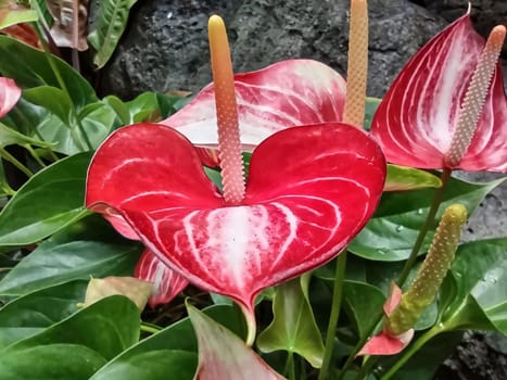 Red Anturium Andrego growing in the ground. Flowering flowers, a symbol of spring, new life. A joyful time of nature awakening to life.