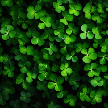 A view of hundreds of green clovers. Green four-leaf clover symbol of St. Patrick's Day. A joyous time of celebration in the green color.