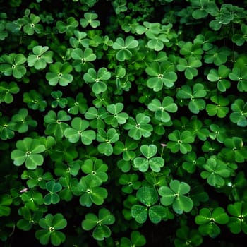 A view of hundreds of green clovers. Green four-leaf clover symbol of St. Patrick's Day. A joyous time of celebration in the green color.