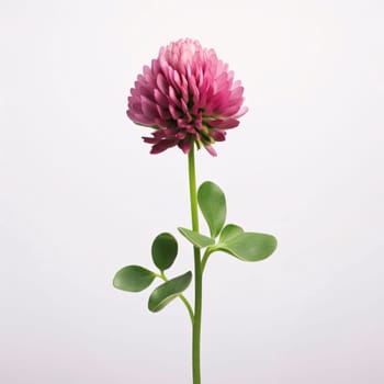 Green clover with pink flower on white isolated background. Green four-leaf clover symbol of St. Patrick's Day. A joyous time of celebration in the green color.