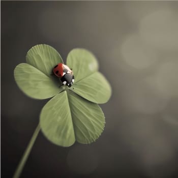 Gray illustration of green clover with red ladybug on gray background. Green four-leaf clover symbol of St. Patrick's Day. A joyous time of celebration in the green color.