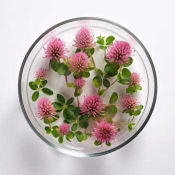 Top view of clover with pink flowers in glass container white background. Green four-leaf clover symbol of St. Patrick's Day. Happy time of celebration in green color.