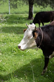 cows graze on a green field in sunny weather. HQ