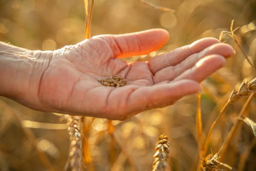 Close up of senior farmers hands holding and examining grains of wheat of wheat against a background of ears in the sunset light