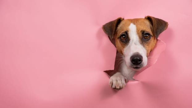 Funny dog jack russell terrier tore pink paper background