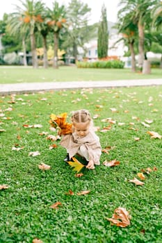 Little girl collects a bouquet of autumn maple leaves while squatting on a green lawn. High quality photo
